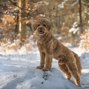 Teddy Wintershooting